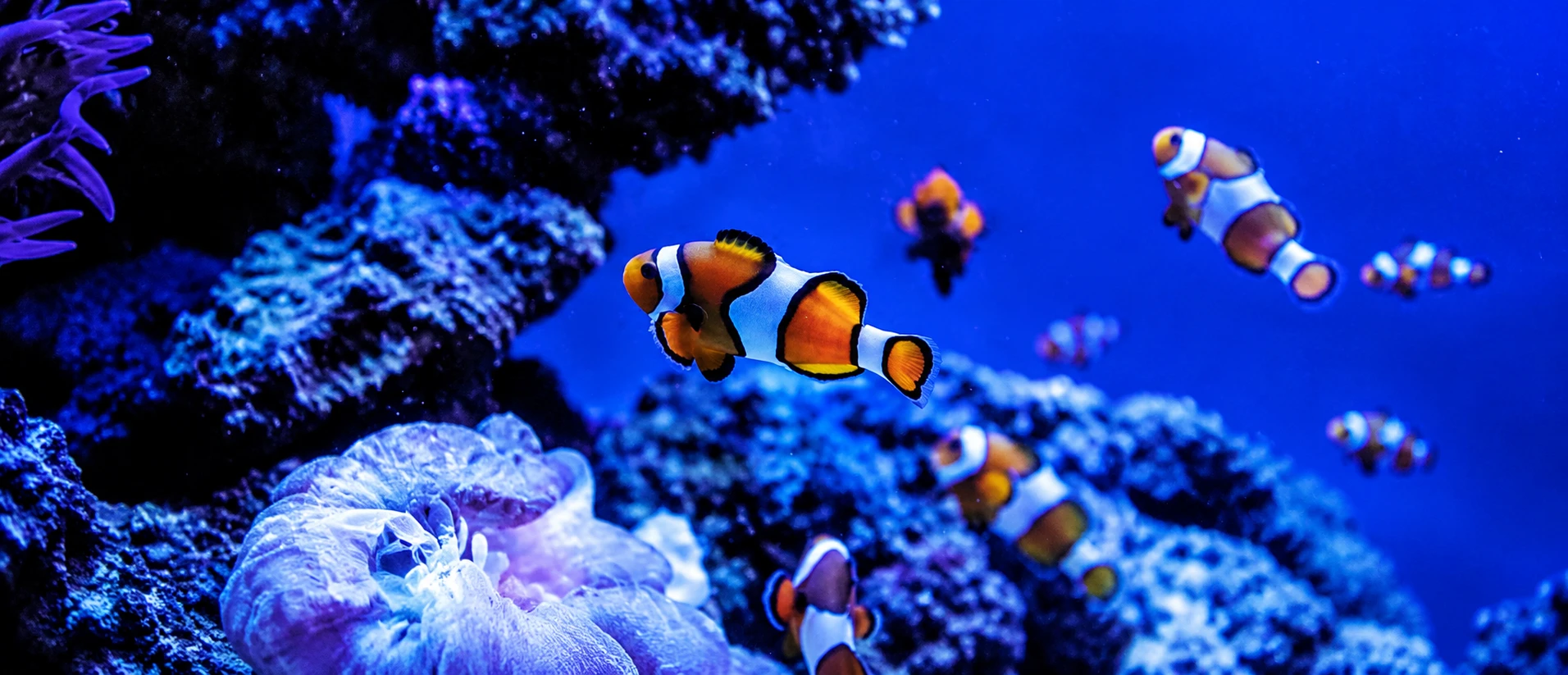Dans Ton Aquarium